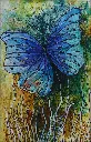 Blue Butterflies by Sowjanya Lavu