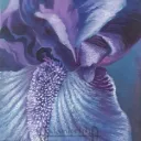 Blue Flower by Udaya Chiluveru